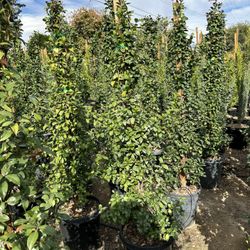 Star Jasmine