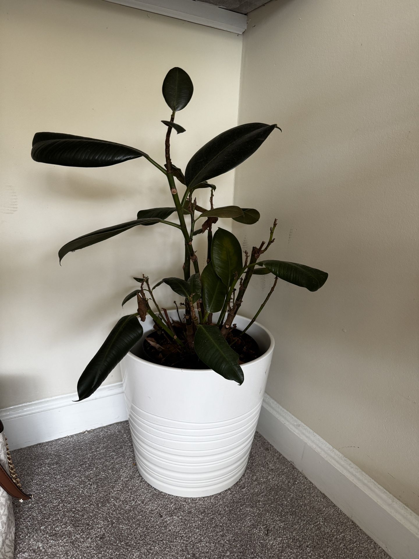 Rubber Plant