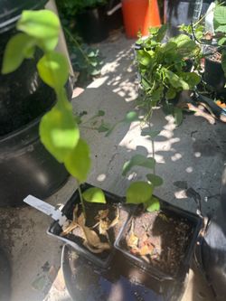 Atemoya or Cherimoya grown from seed