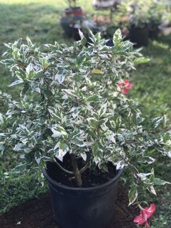 Live. Beautiful leafy plant in big pot this plant leaf itself beautiful and flower also.