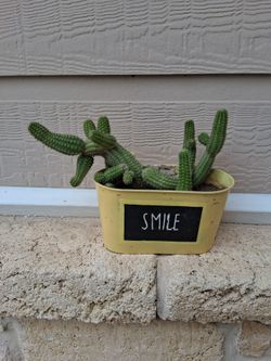 Peanut Cactus Cluster live plant
