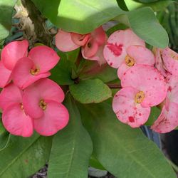 Corona De Cristo/ Mide Más De 2 Pies 