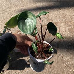 Peperomia Plant