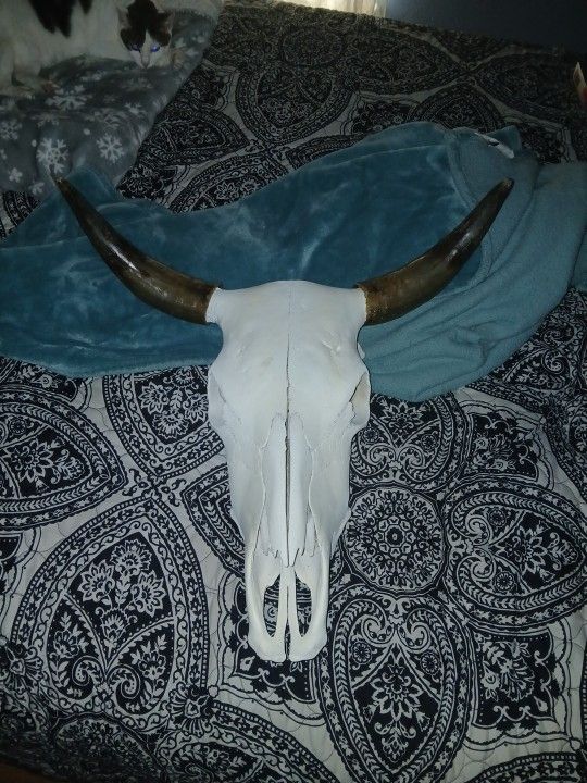 Larg Bull Skull