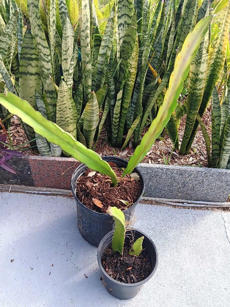 A Pair Of Dragon Fruit Pink Flesh