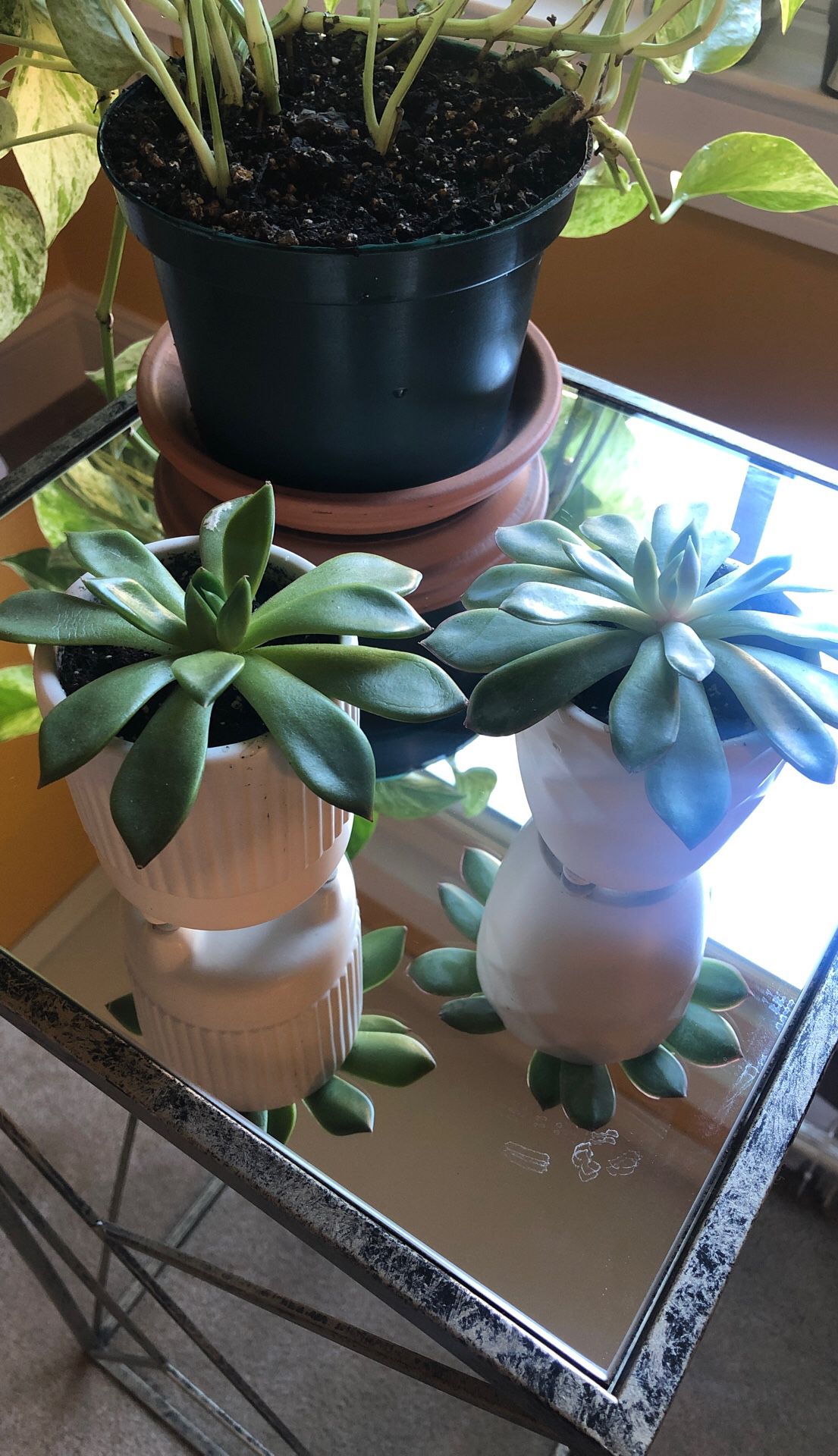 Mini succulents in ceramic decorative pots included!