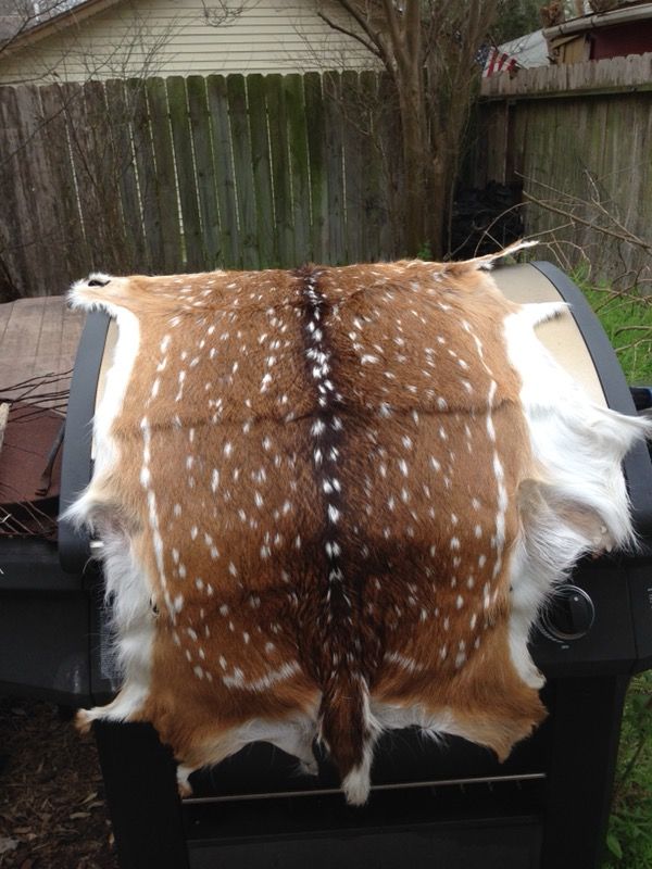 Axis Deer Hides (Tanned) for Sale in San Antonio, TX OfferUp