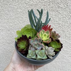 Beautiful Succulent Plants With Pot