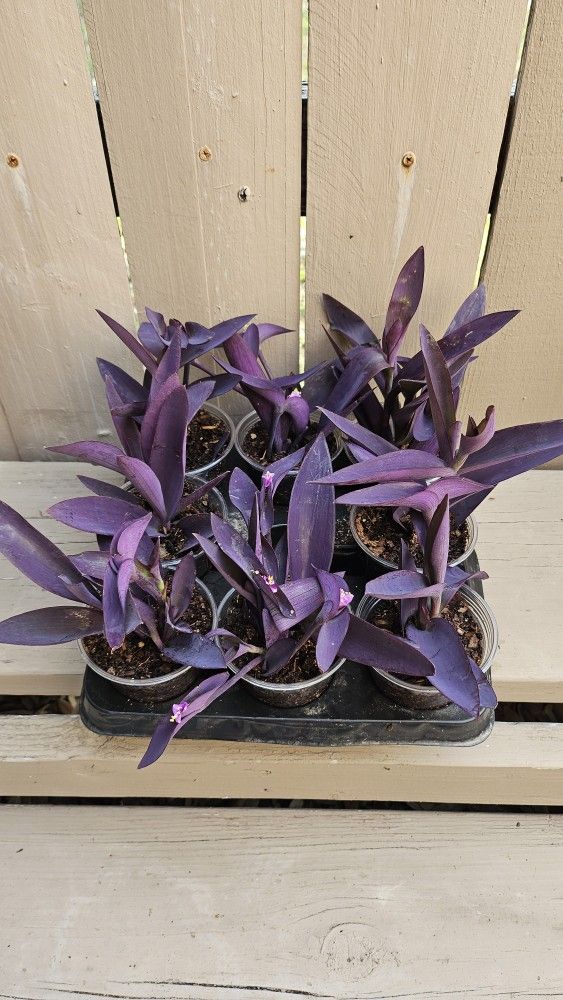 Purple Hearts Can Be used As Groundcover Fullsun Or Partial