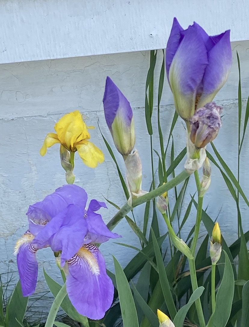 Outdoor Flowers - FLAG IRISES