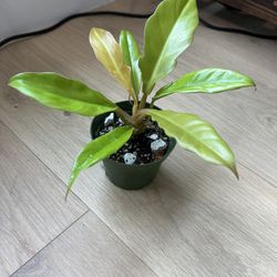 Philodendron Golden Crocodile 4 Inch Pot