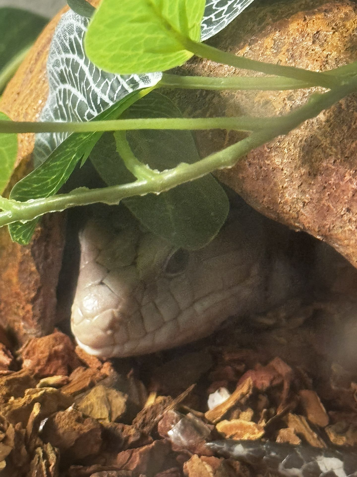 Blue Tongue Skink Terrarium 