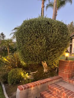 Olive trees 2 you must dig up 150 each