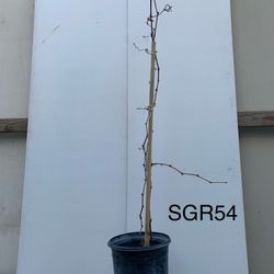 SGR54- Kyoho Grape Plant 巨峯葡萄樹