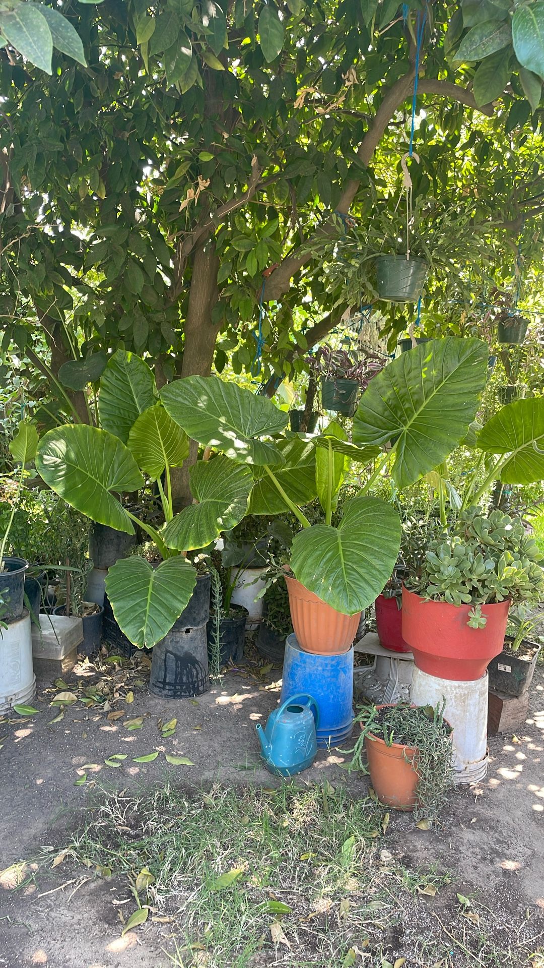 Dos. Plantas De Oreja De Elefante. $30 cada una