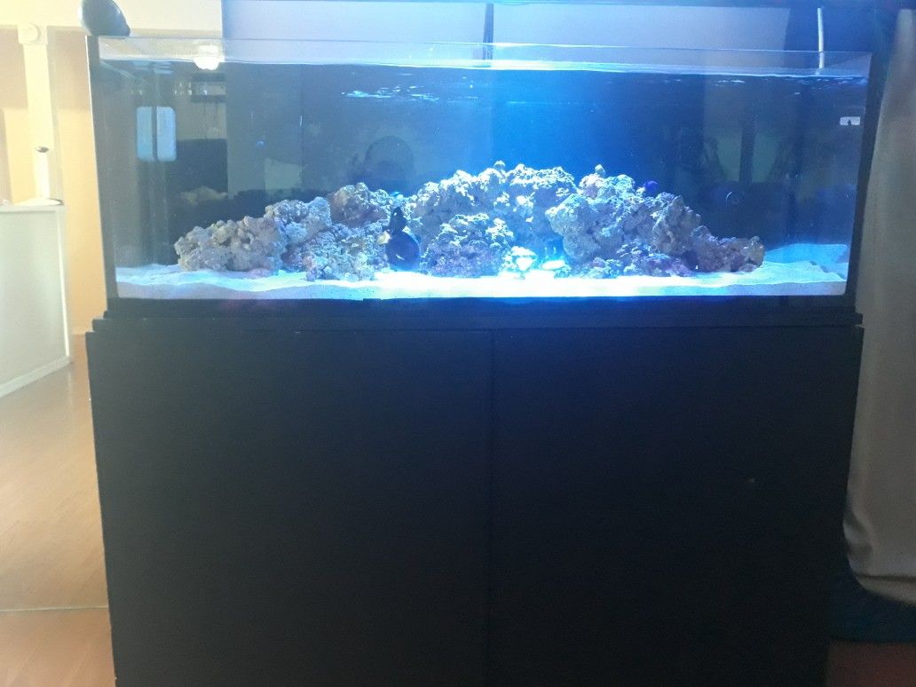 80 gallon reef tank