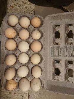 Ayam camani fertilized eggs for sale