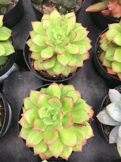 Succulents- Letizia 2.5”