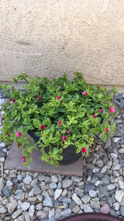 Baby sun roses