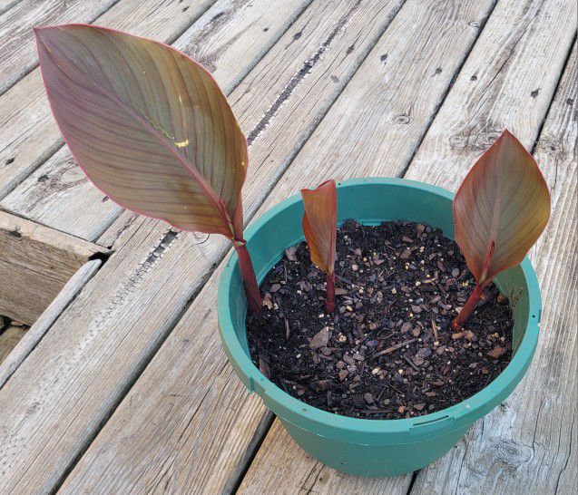 Canna Lilly Tropical Plant Grows 5-6 Feet If Planted In The Ground $10. Pick-up In Aurora. 