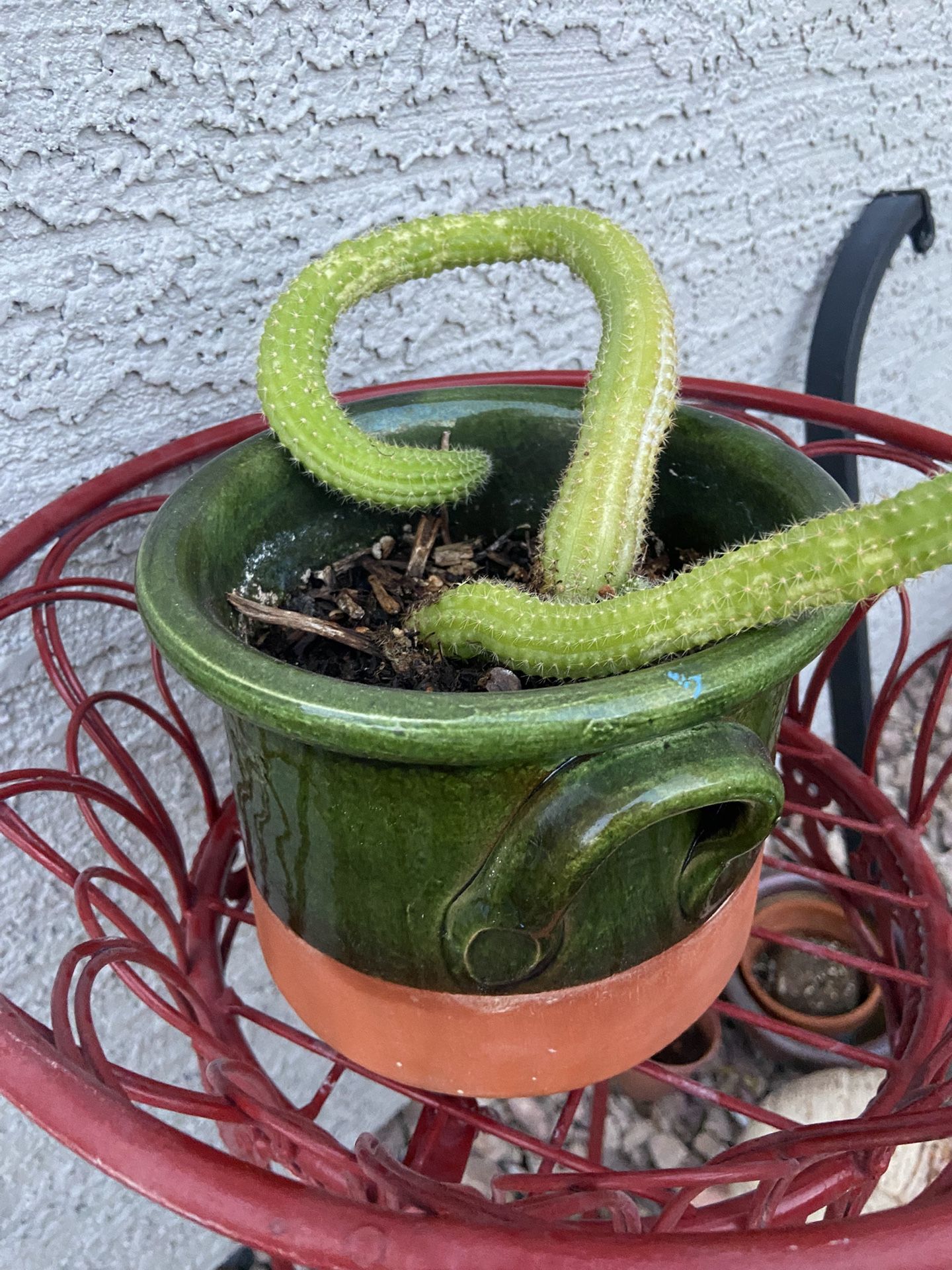 Small Cactus With Ceramic Pot