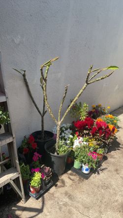 Two Plumarias Yellow White Rooting Potted