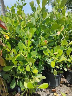 Clusia overgrown 7gl 4-4.5ft🏡