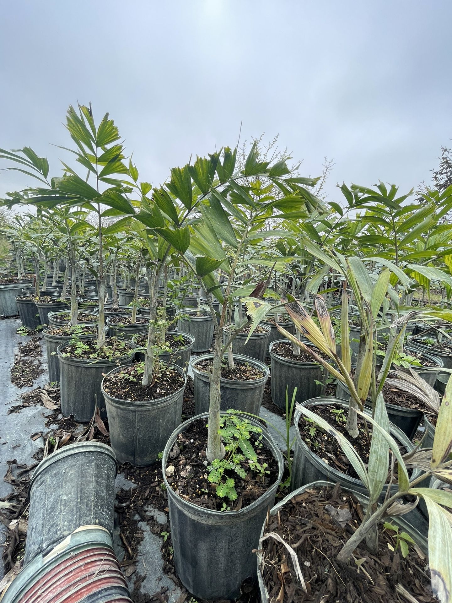 Foxtail Palm 3g