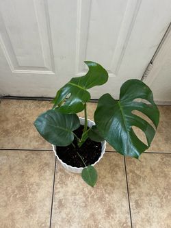 Monstera