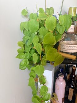 Lemon Lime Philodendron
