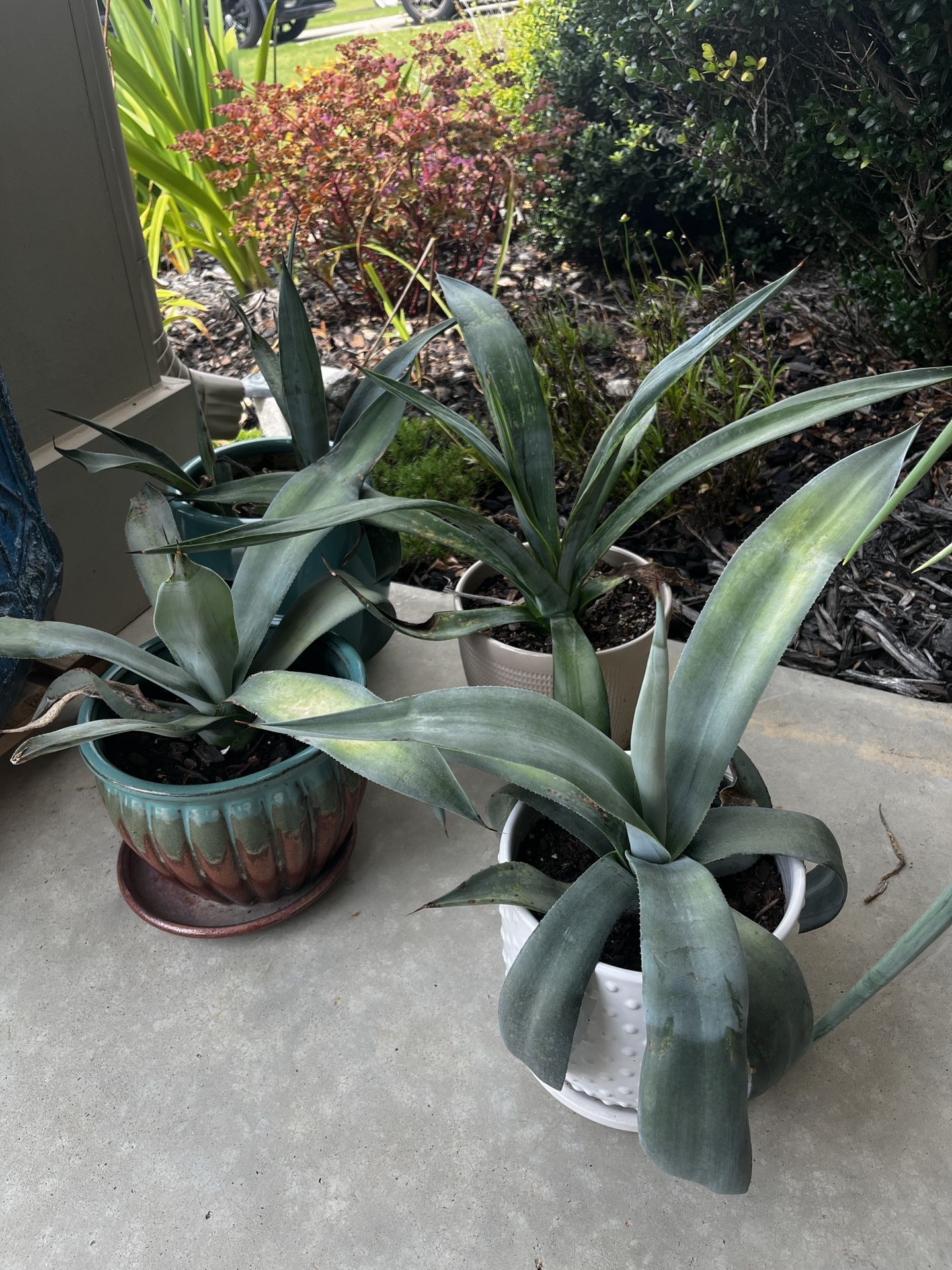 Potted Agave Plants