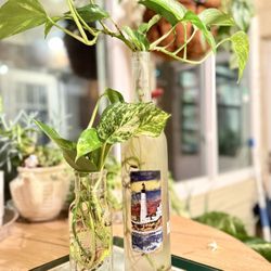 Pothos plant for sale