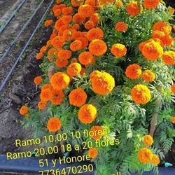 Cempasuchil/marigold