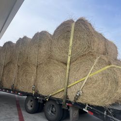 Costal Tifton85 Round Hay Bales. Free Delivery 