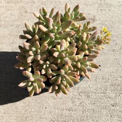 Green Pot Of Beautiful Succulents