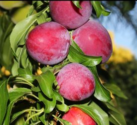 Grafted   Plum, Nectarine, Pear, Cherry, Peach, Avocado, Apple, Mandarin   Trees