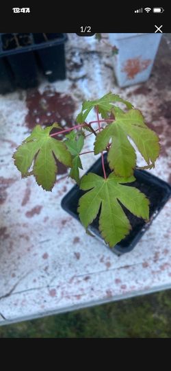 Japanese Maple Sapling