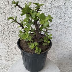 1 Gallon Pot Succulent Plant - Portulacaria Afra - Elephant Bush - Drought Resistant - Rooted & Established - Great for Landscaping 🪴