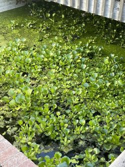 Water Hyacinth Frog Bits And Duck Weed