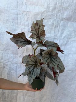 6” begonia looking glass
