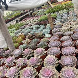 Weekend Sale Succulent Plants In 6” Pots $5 Each 