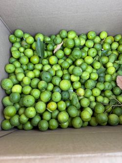 Calamansi Lime/jeruk Limo
