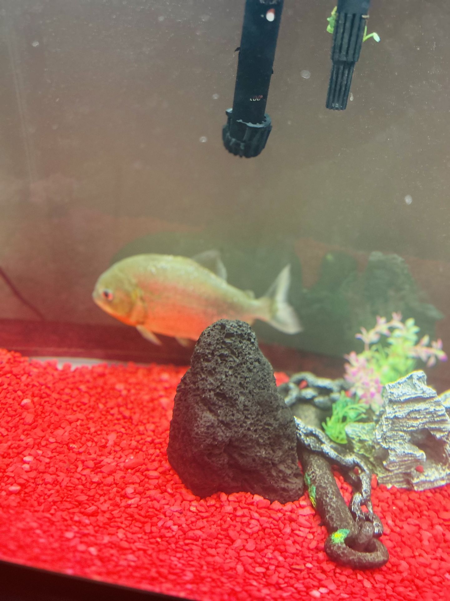 Fish Tank For Sell