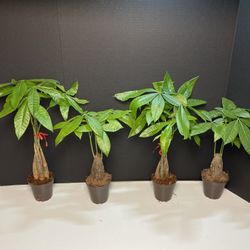 Braided Money Tree-Stump Money Trees Plants ($10 each)