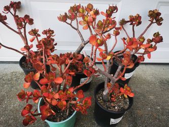 Beautiful red Jade plant money tree❤best deal buy 2 get 1 free