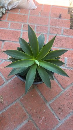 Agave blue flame 1g $7