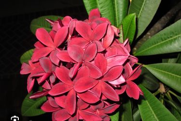 Dark red Hilo beauty plumeria plant