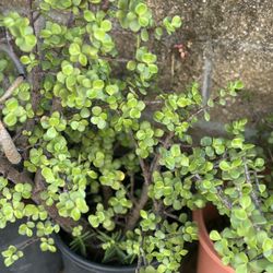 Nice Jade Plants in A 5 Gallon Pot