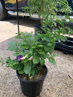 Thunbegia Erecta plant king Mantle