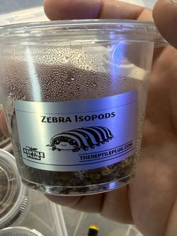 Zebra Isopod Cups 10+ Ct Show Special